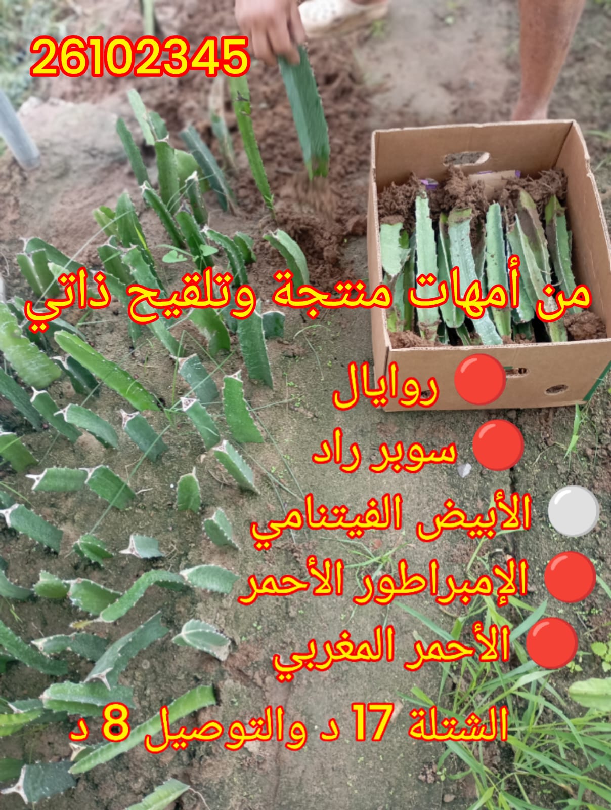 باقة 2 شتلة فروت دراغون